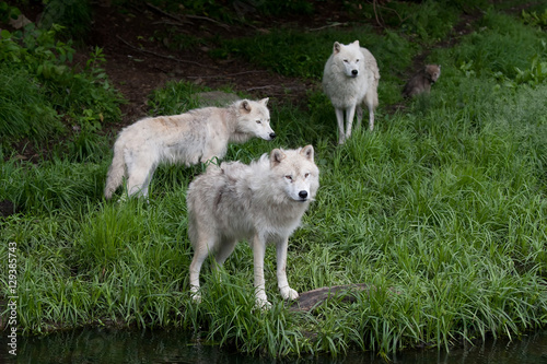 Arctic wolf family (Canis lupus arctos) in spring in Canada