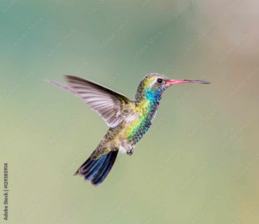 Broad Billed Hummingbird. Using different backgrounds the bird becomes more interesting and blends with the colors. These birds are native to Mexico and brighten up most gardens where flowers bloom. Broad Billed Hummingbird. Using different backgrounds the bird becomes more interesting and blends with the colors. These birds are native to Mexico and brighten up most gardens where flowers bloom.