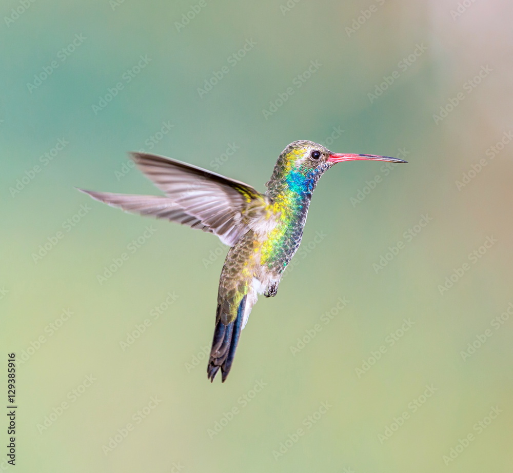 Fototapeta premium Broad Billed Hummingbird. Using different backgrounds the bird becomes more interesting and blends with the colors. These birds are native to Mexico and brighten up most gardens where flowers bloom.