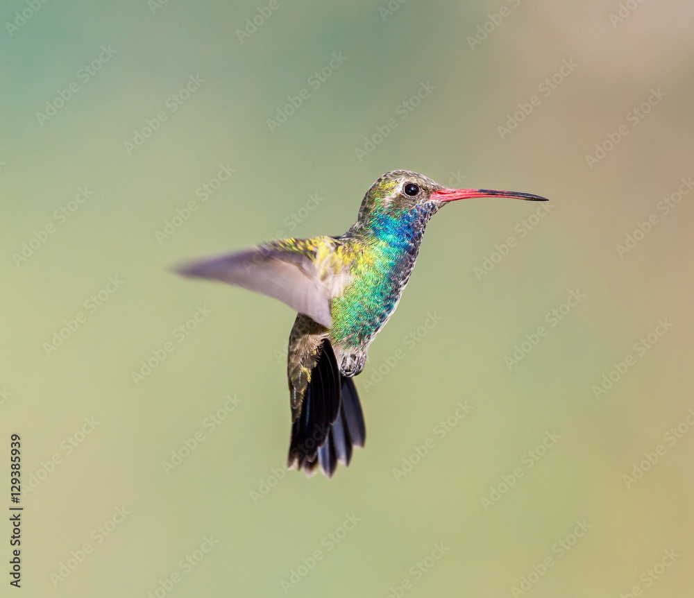 Broad Billed Hummingbird. Using different backgrounds the bird becomes more interesting and blends with the colors. These birds are native to Mexico and brighten up most gardens where flowers bloom. Broad Billed Hummingbird. Using different backgrounds the bird becomes more interesting and blends with the colors. These birds are native to Mexico and brighten up most gardens where flowers bloom.