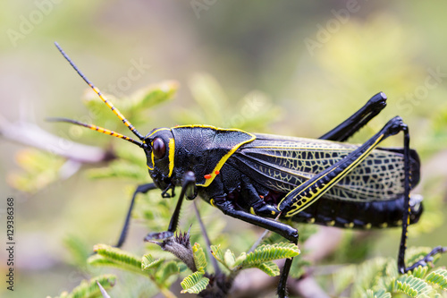 The western horse lubber grasshopper is a relatively large grasshopper species of the grasshopper family found in the arid lower Sonoran life zone of the southwestern United States and Mexico.