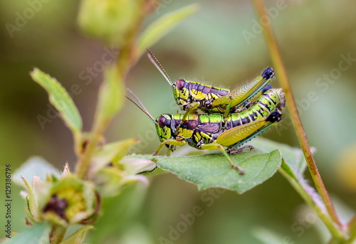 Bright green grasshoppers are found in the grasslands of Mexico. They are called Chapulines and also collected by the local people and are considered a tasty snack when roasted with chilies. © Hummingbird Art