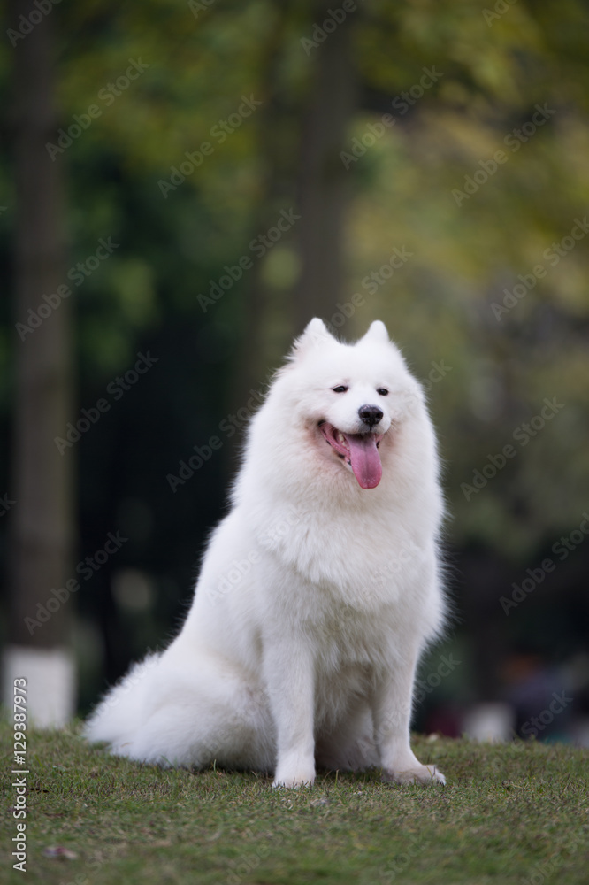 The samoyed The samoyed