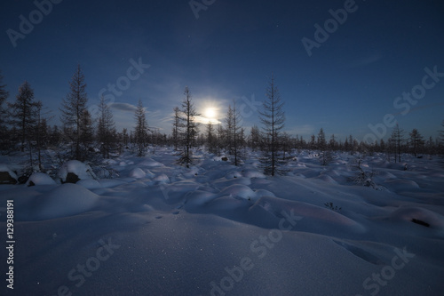 Winter landscape. Forest, Moon