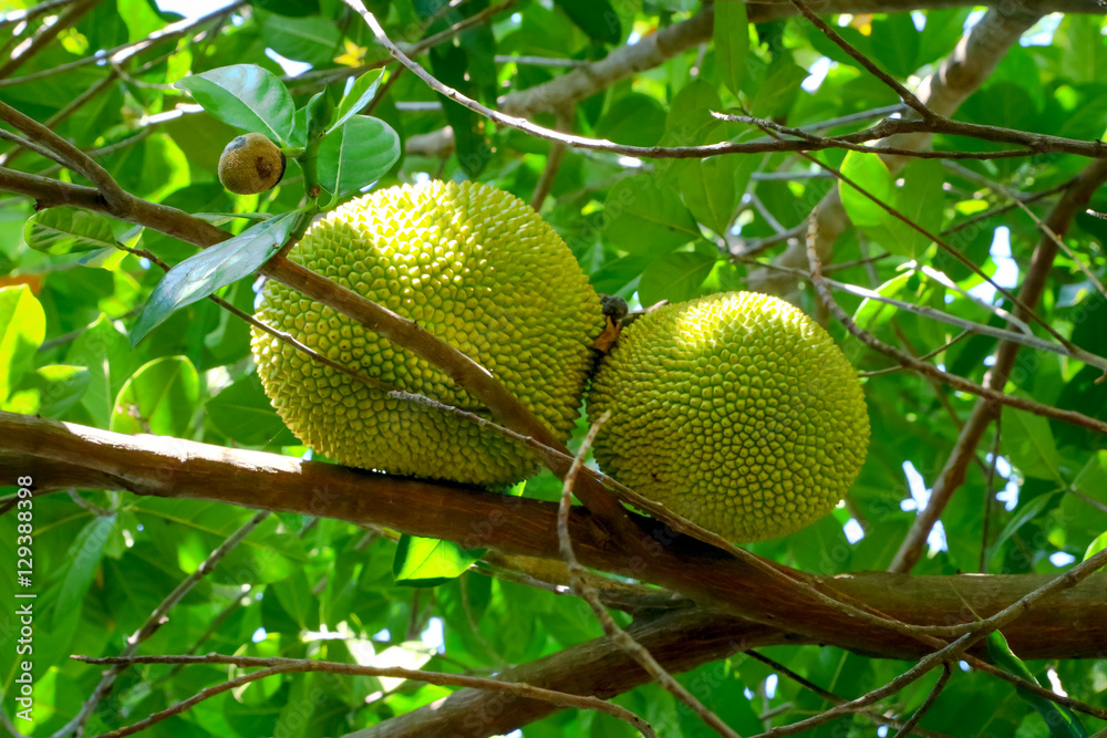 Jackfruit Tree and young Jackfruits Jackfruit Tree and young Jackfruits