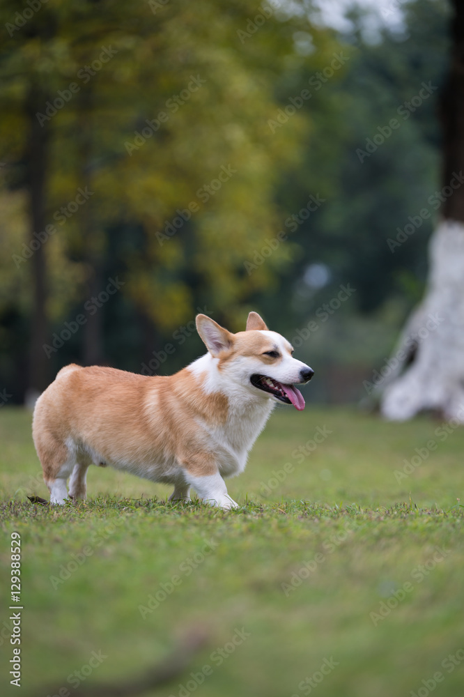 The corgi dog on the grass in the park The corgi dog on the grass in the park