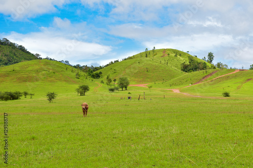 Phu Khao Ya (Grass Hill) in rainy season with a cow, Ranong, Thailand