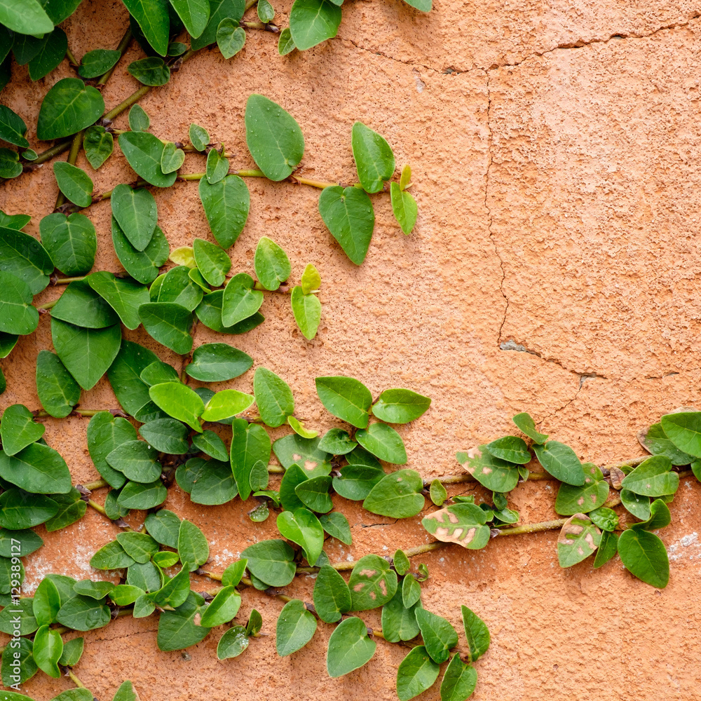 orange wall with ivy plant orange wall with ivy plant