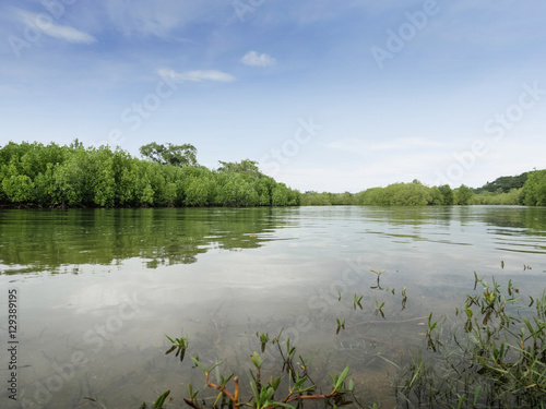 Mangrove forest in south east asia