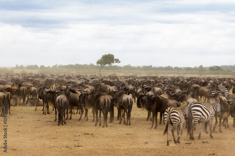 Waiting for the crossing. Accumulation of ungulates on the shore. Mara river. Kenya, Africa Waiting for the crossing. Accumulation of ungulates on the shore. Mara river. Kenya, Africa