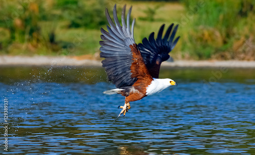Eagle Fisher. Eagle with prey over the lake. Naivasha lake, Kenya.