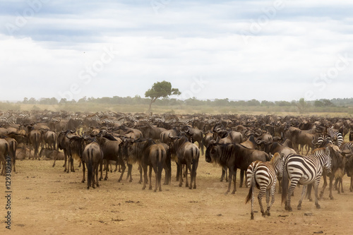 Waiting for the crossing. Accumulation of ungulates on the shore. Mara river. Kenya, Africa