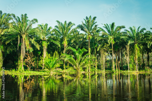 landscape of  palm garden   plantation