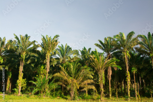 landscape of palm garden , plantation