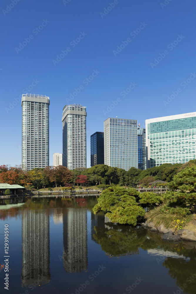 東京都市風景　浜離宮　庭園　秋　紅葉と汐留の高層ビル　高層マンション群