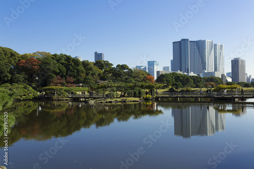 東京都市風景　浜離宮　庭園　秋　紅葉と晴海の高層マンション群 © oka