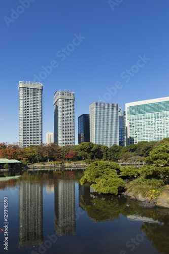 東京都市風景 浜離宮 庭園 秋 紅葉と汐留の高層ビル 高層マンション群