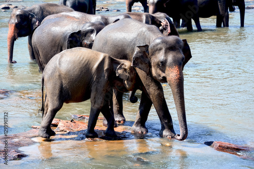 Elephants At Pinnawala Elephant Orphanage, Sri Lanka.  Pinnawala Elephant Orphanage  Is An Orphanage, Nursery And Captive Breeding Ground For Wild Asian Elephants photo