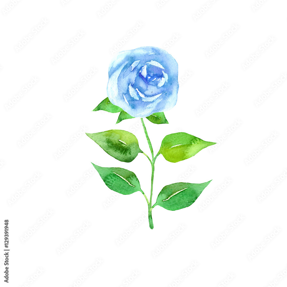blue rose watercolor. Floral design element isolated on white ...