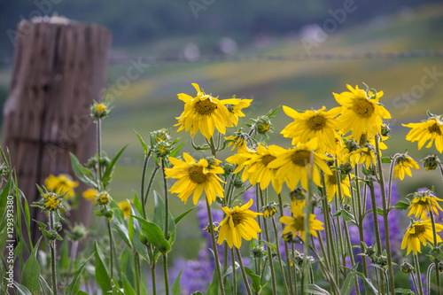 Colorado Wildflowers