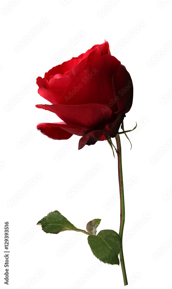Obraz premium Red rose on isolated background
