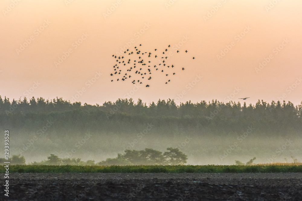 Птицы в полете в лучах рассвета