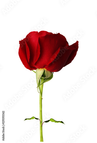 Red rose on isolated background