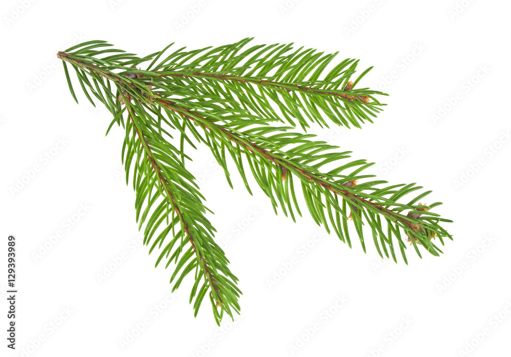 Fir tree branch isolated on a white background Fir tree branch isolated on a white background