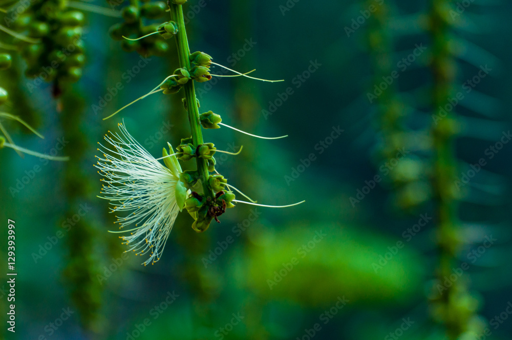 Beautiful Freshwater Mangrove Flower , Indian Oak, on the Tree b Beautiful Freshwater Mangrove Flower , Indian Oak, on the Tree b