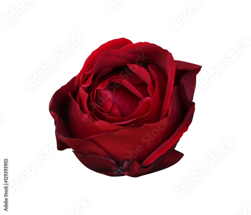 Fototapeta Naklejka Na Ścianę i Meble -  Red rose on isolated background