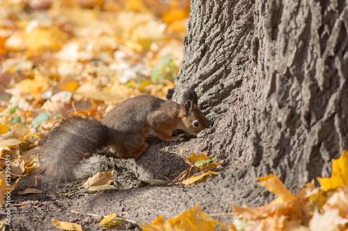 squirrel under a tree