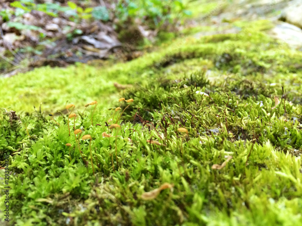 Green Luscious Moss In The Spring Green Luscious Moss In The Spring