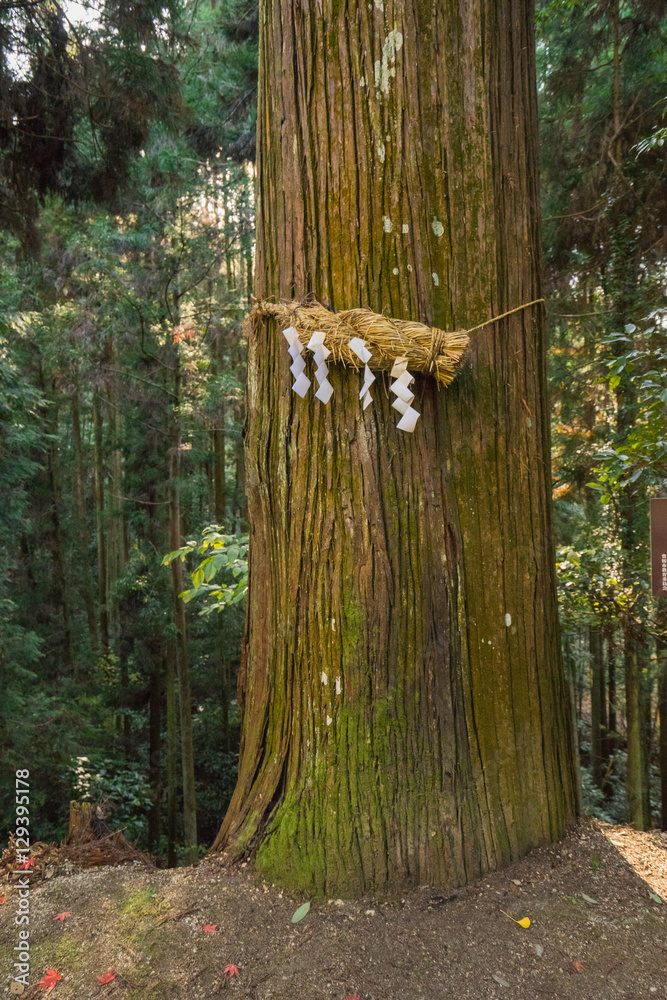 Divine Tree (A yorishiro in Shinto terminology is an object capa Stock