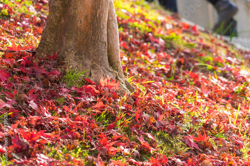 Colorful Autumn Leaf in and tree Obara, Japan. photo