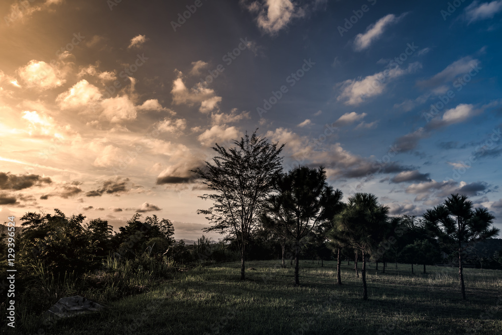 Tree against beautiful blue sky and clouds with sunlight over tree Tree against beautiful blue sky and clouds with sunlight over tree