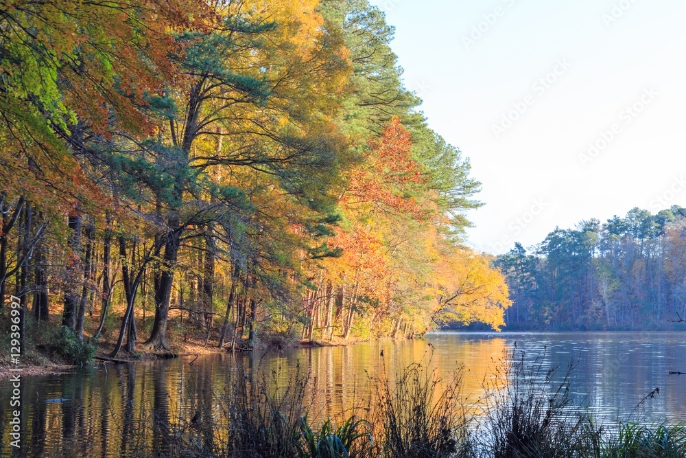 Fototapeta premium Colorful leaves of fall tree close to the lake Johnson, Raleigh, NC.