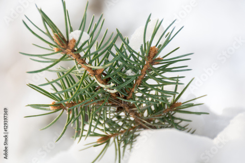 Spruce branch in snow forest photo