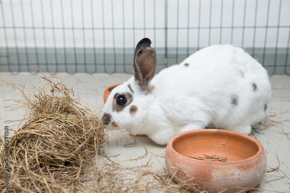 Fototapeta premium Rabbit eatting pangola grass on ground feeding