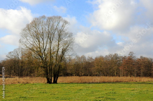 Tree in fields and forest