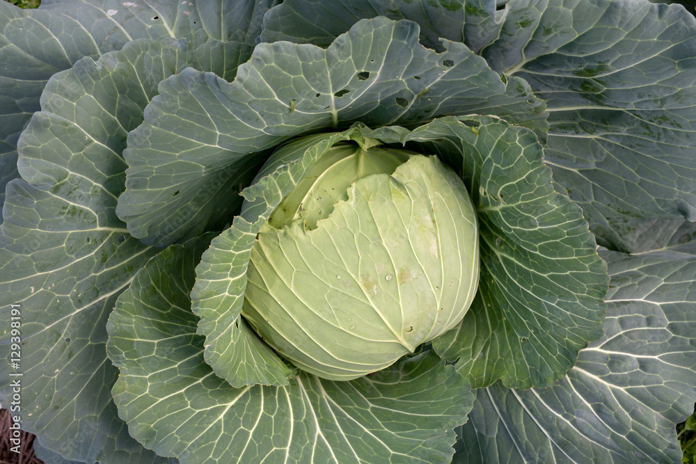 Fototapeta premium cabbage in the garden, Top view