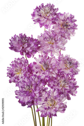 Fototapeta Naklejka Na Ścianę i Meble -  dahlia