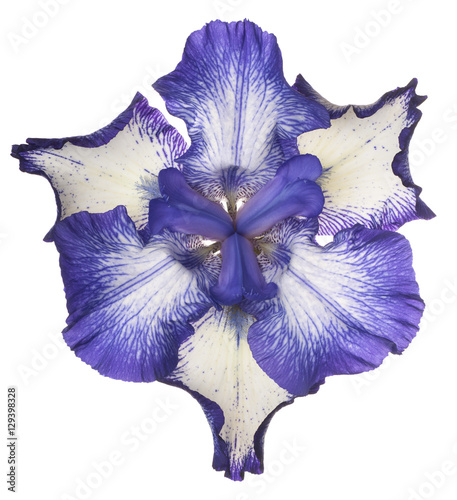 Fototapeta Naklejka Na Ścianę i Meble -  iris