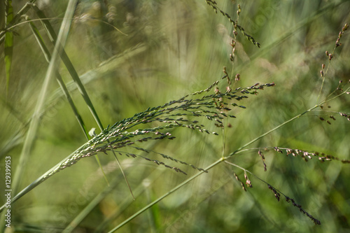 Grass Blades and Tufts