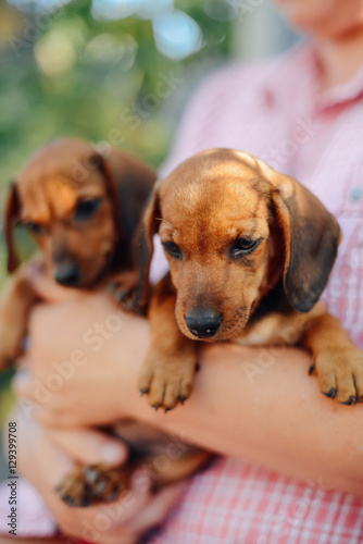 Dachshund puppy. Woman at the park holding his dog. Woman holdin © cinana