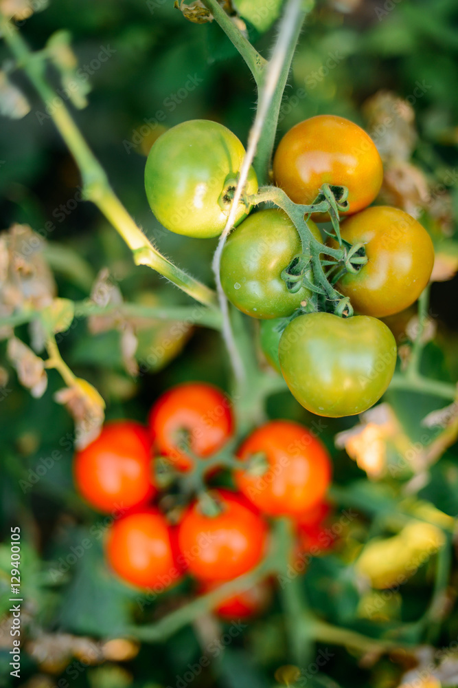 Vegetable garden with plants of red tomatoes. Ripe tomatoes on a