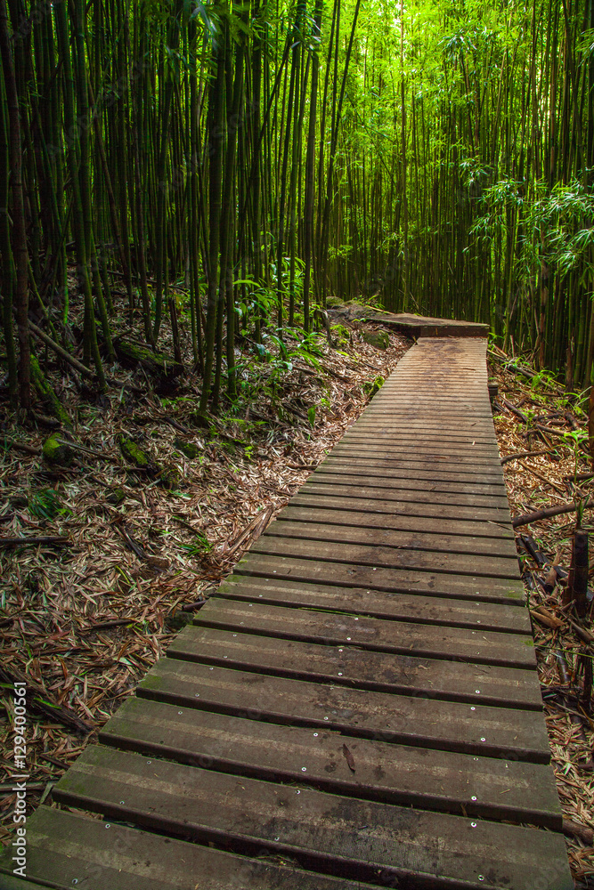 Obraz premium Maui Bamboo Forrest