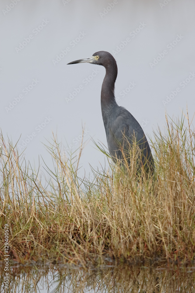 Fototapeta premium Little Blue Heron stalking its prey in a marsh - Florida