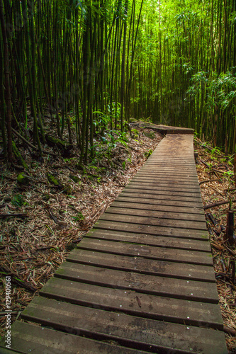 Maui Bamboo Forrest