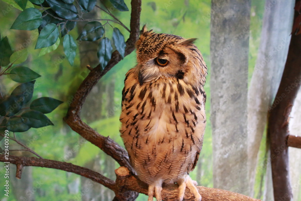 Fototapeta premium ふくろう