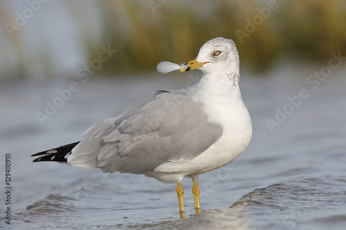 Ring-billed Gull holding a feather in its beak - Florida